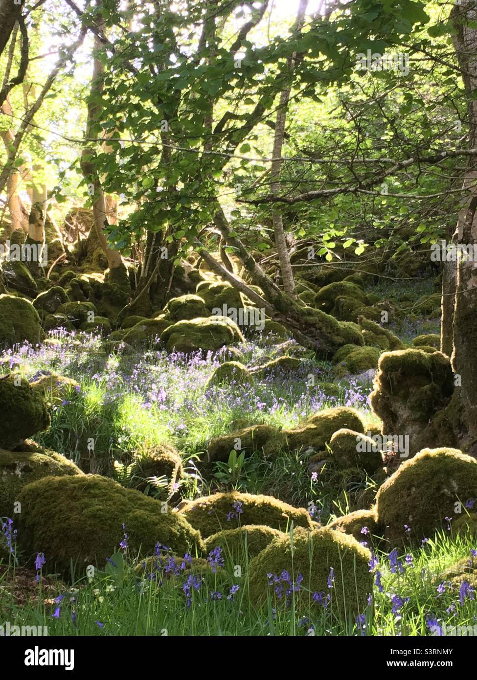 Green vale, forest, ancient wood, woods, trees, evening light, bluebells, landscape - Smartphone Captured Stock Image