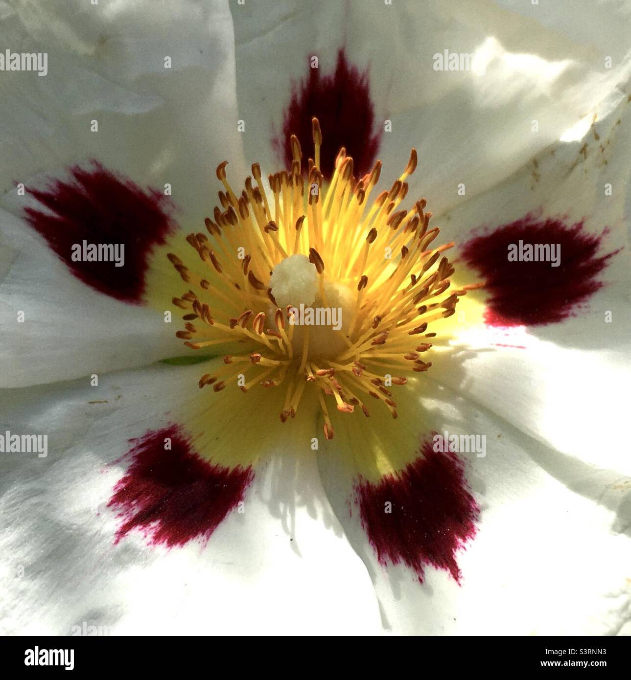 Flower, light, texture, burgundy, white, yellow, poppy beauty - Smartphone Captured Stock Image