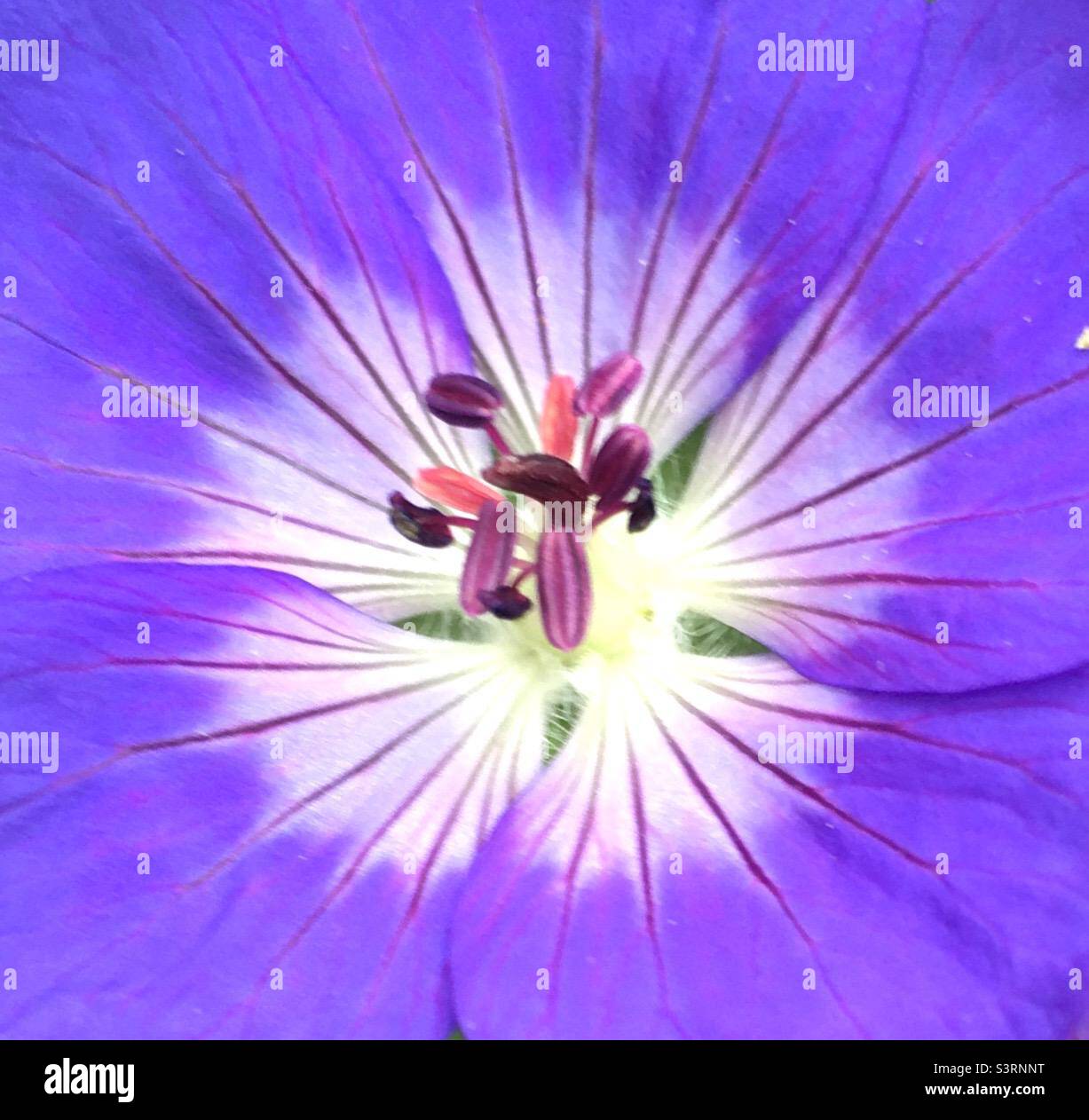 Flower, beauty, chi, fireworks, energy, purple, pink, white - Smartphone Captured Stock Image