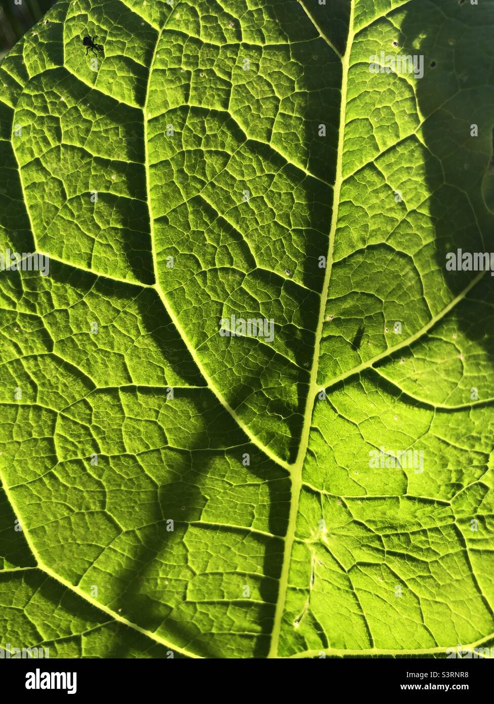 Close up shot of a green leafy plant - Smartphone Captured Stock Image