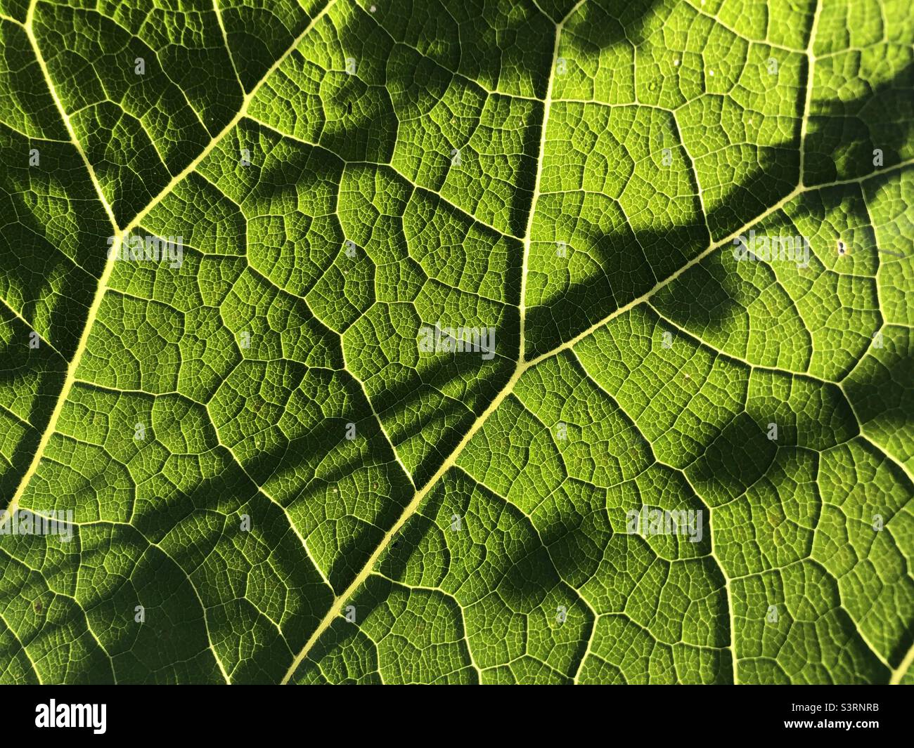 Brightly coloured green leafy plant - Smartphone Captured Stock Image