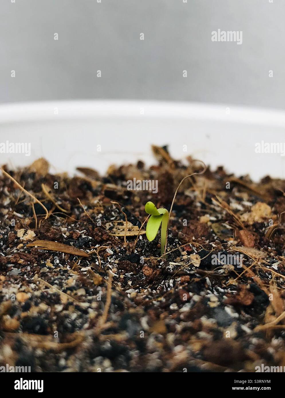 Seed germination growing seed of marigold Stock Photo Alamy