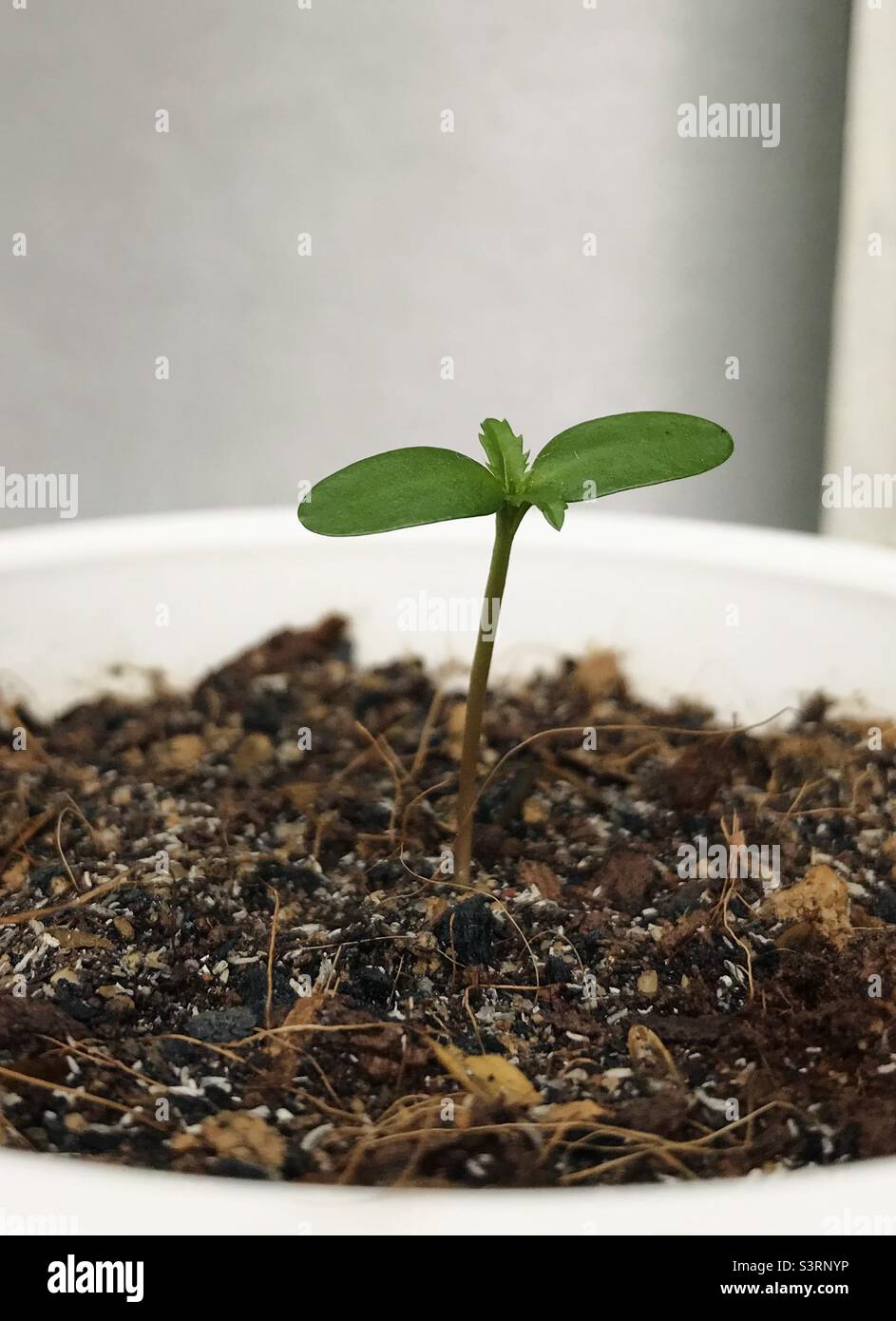 growing seed of marigold - seed germination Stock Photo