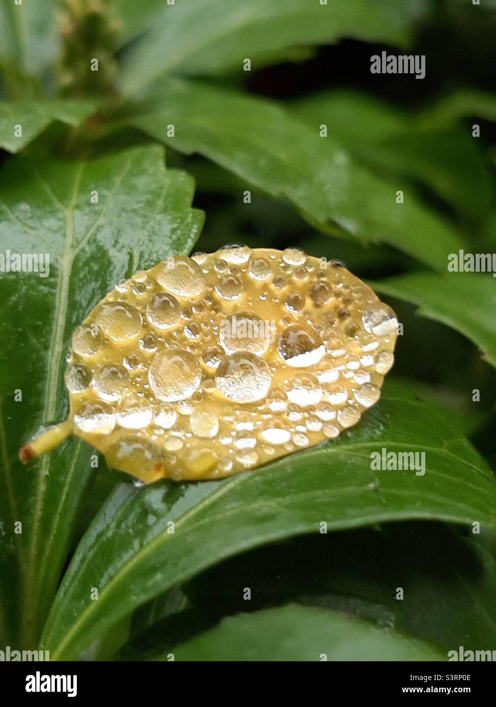 Water drops on a leaf Stock Photo