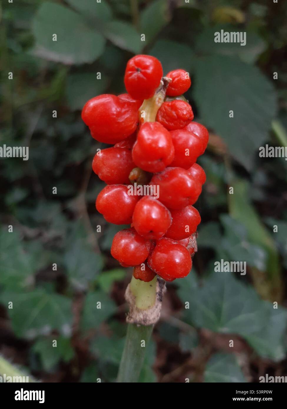 Berries Stock Photo