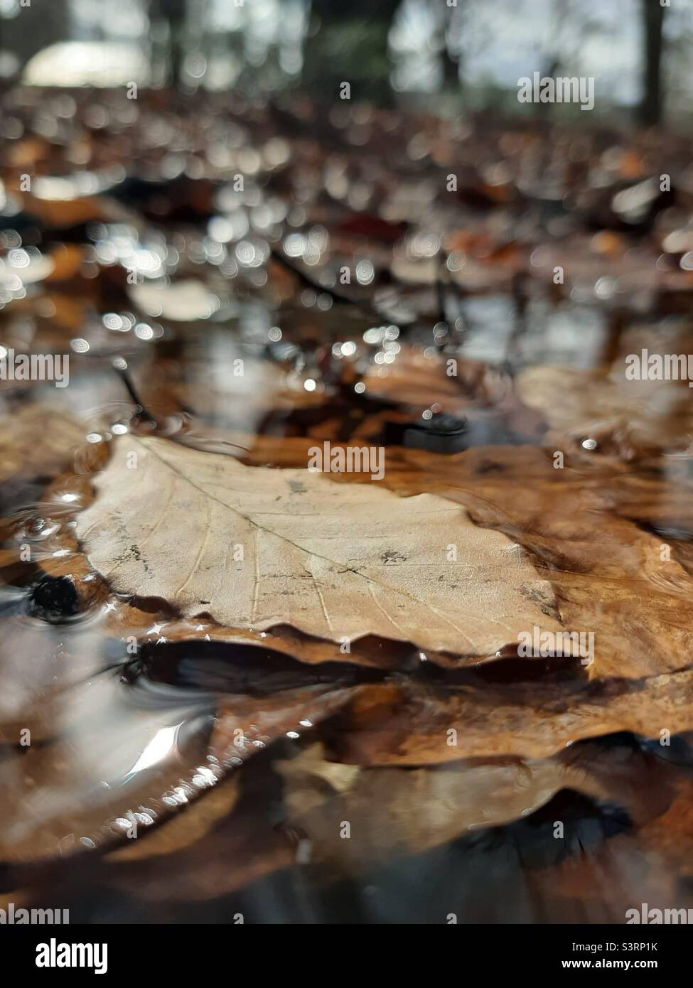 Dry leaf in wet pool Stock Photo