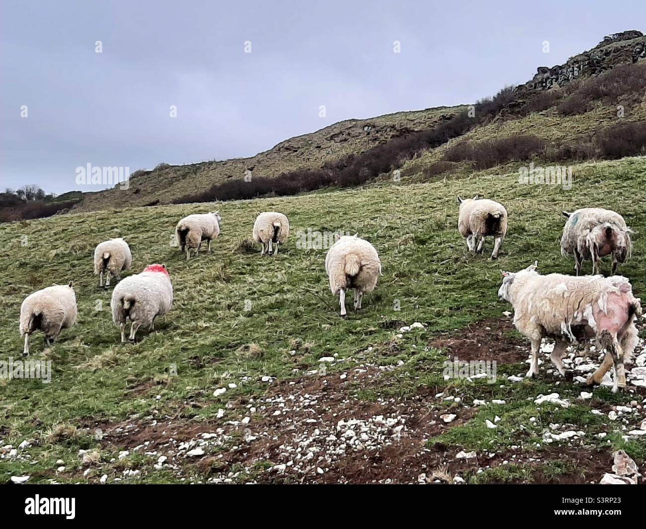 Sheep in a field in winter Stock Photo