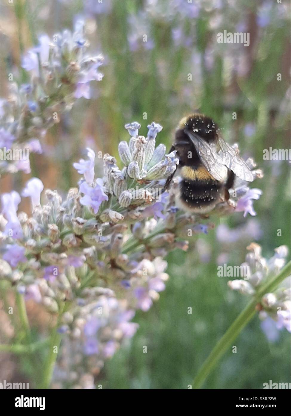 Bumble bee on lavender Stock Photo