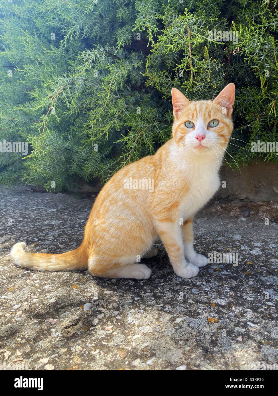 Tabby and white cat sitting. - Smartphone Captured Stock Image
