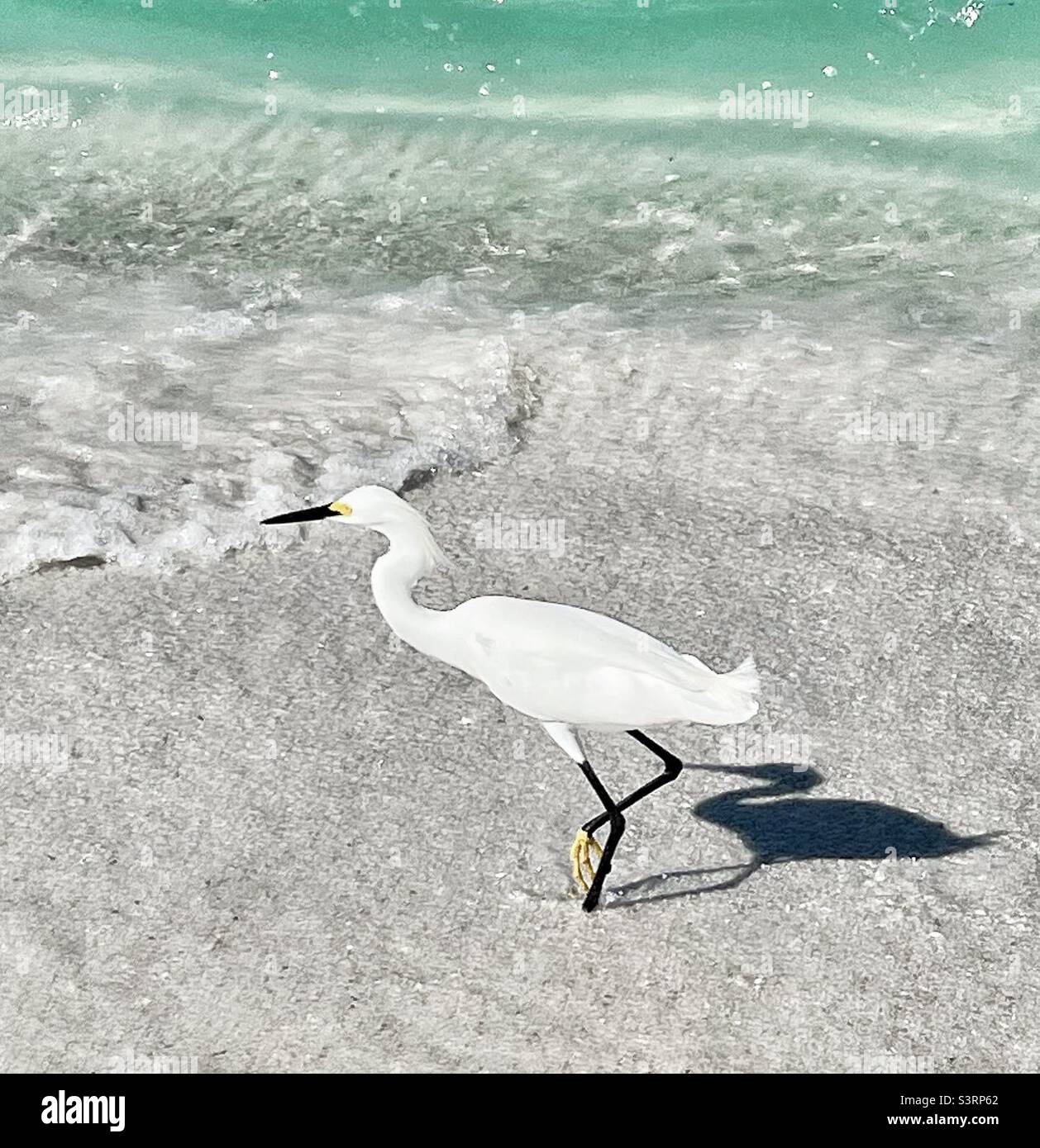 Snowy Egret on the waters edge in Florida - Smartphone Captured Stock Image