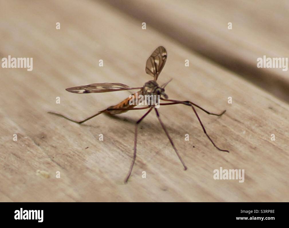 A Crane Fly taking a rest on my deck. Despite having large wings they are remarkably poor flyers. Although they are similar in appearance to mosquitoes they do not bite. - Smartphone Captured Stock Image