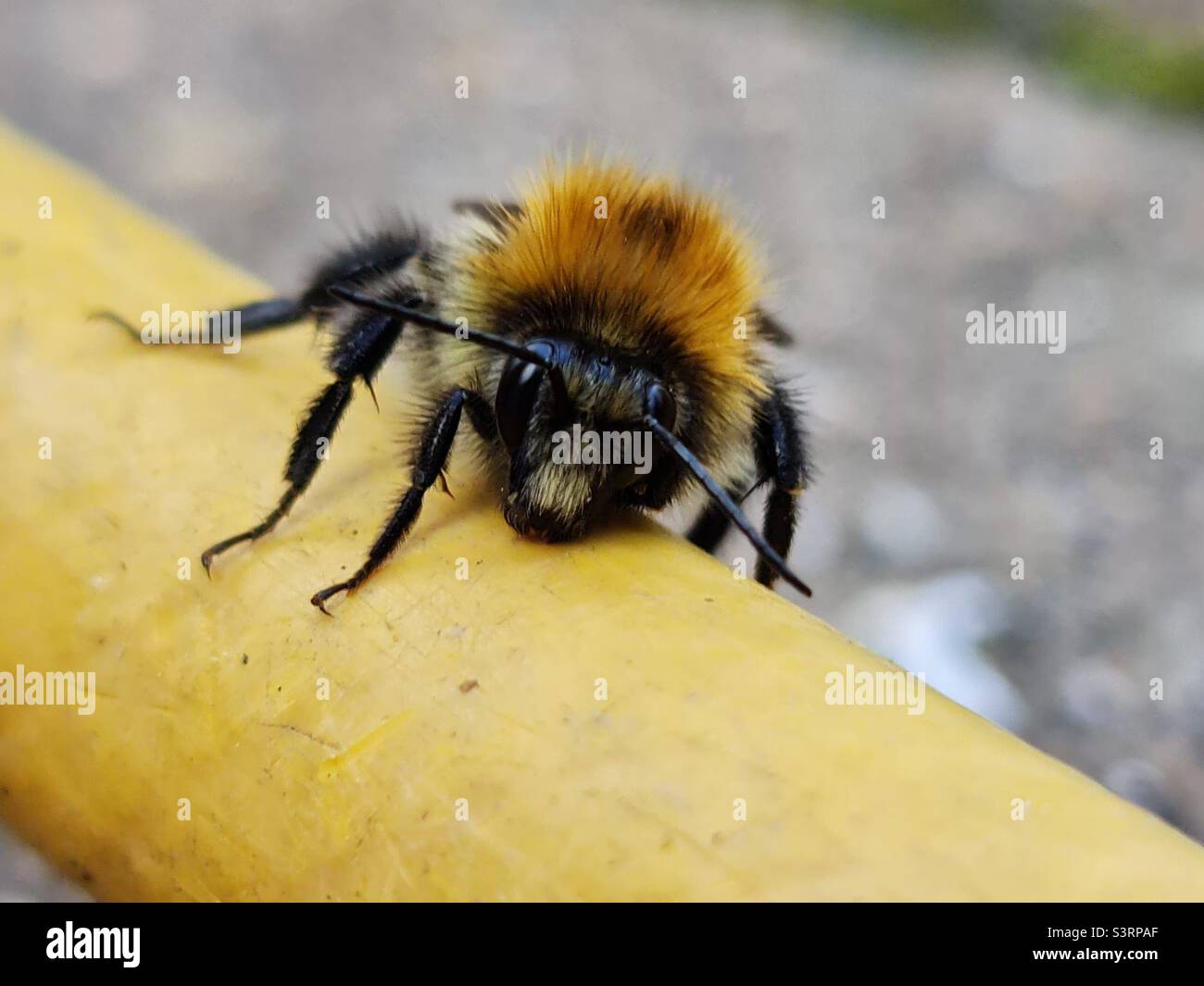 Bumble bee Stock Photo