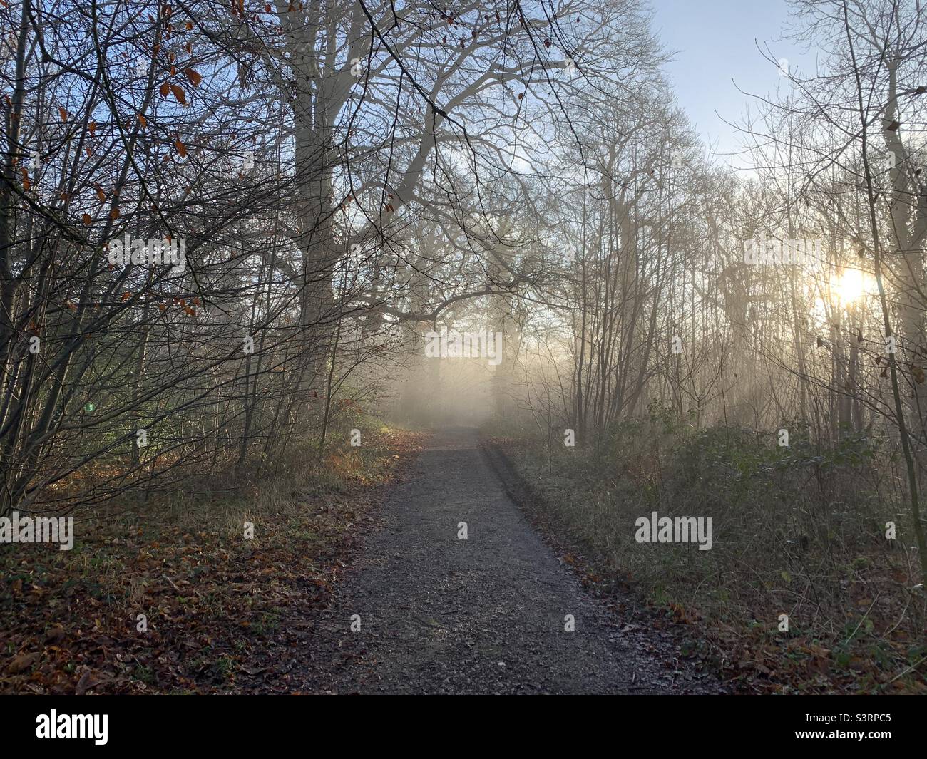 Woods sunrise hi-res stock photography and images - Alamy