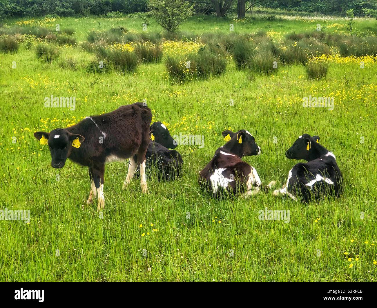 Dairy cows in Lakeside Country Park, Eastleigh Hampshire UK. Spring 2022 - Smartphone Captured Stock Image