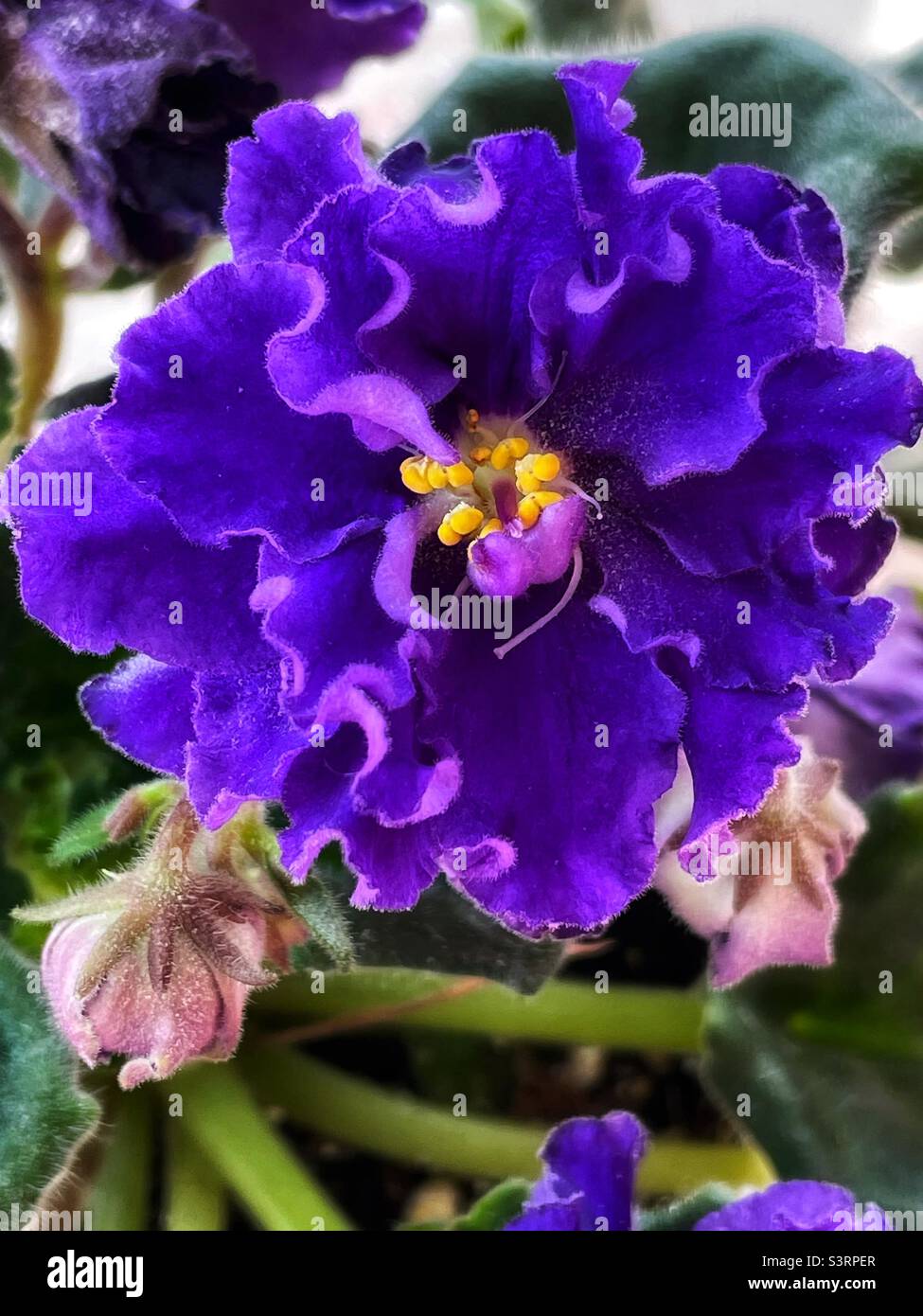 Purple ruffled double African violet flower. - Smartphone Captured Stock Image