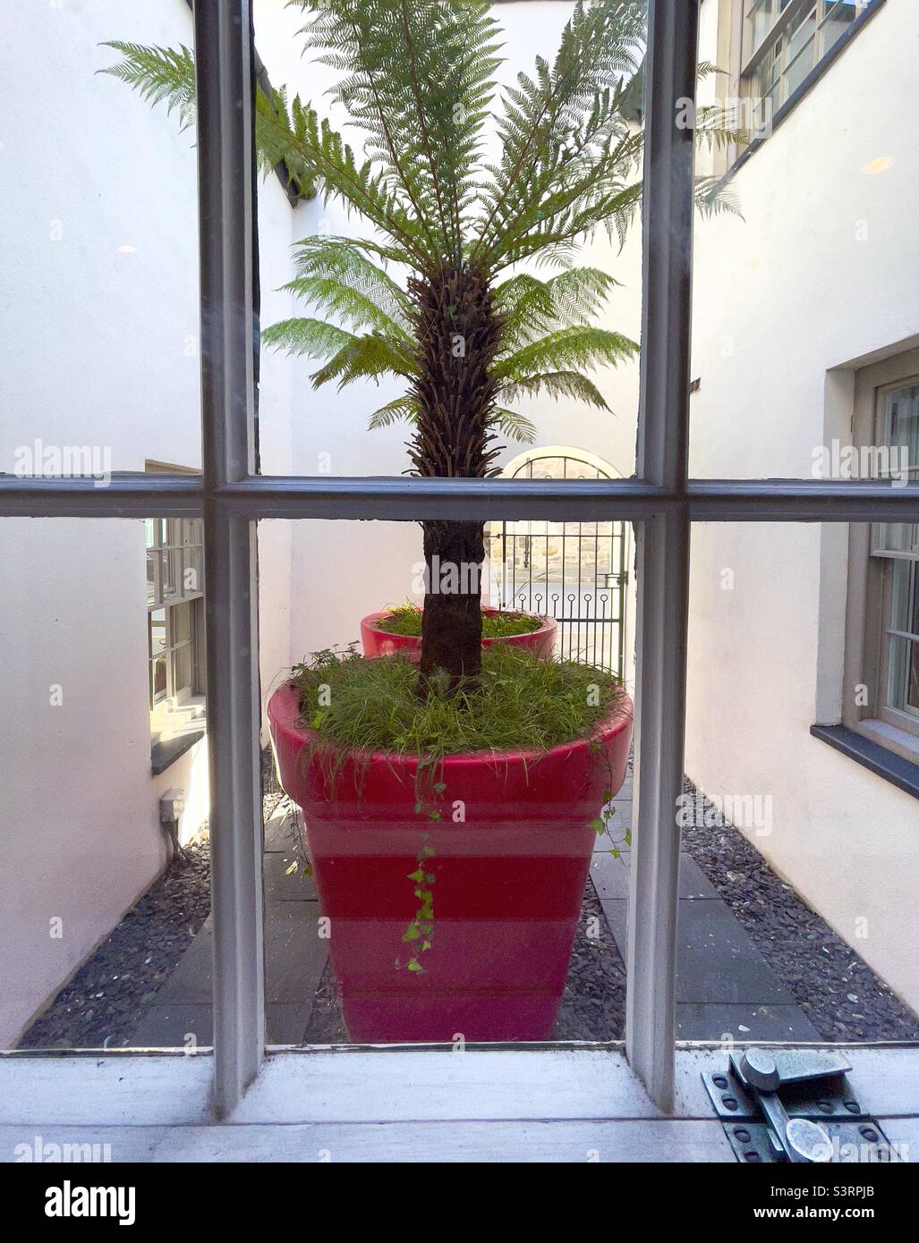 A palm tree in a giant red plastic plant pot in the courtyard of an hotel in Anglesey North Wales - Smartphone Captured Stock Image