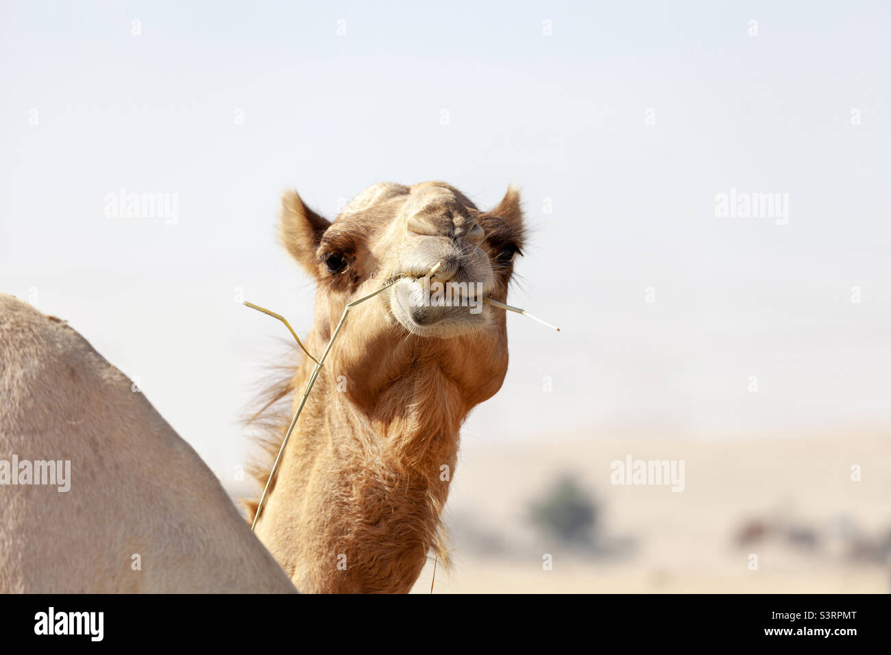 Cute Middle Eastern camel chewing plant in the desert Stock Photo