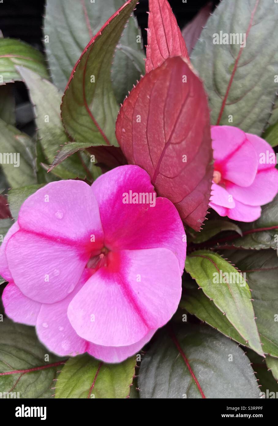 New Guinea Impatiens Plant Stock Photo Alamy