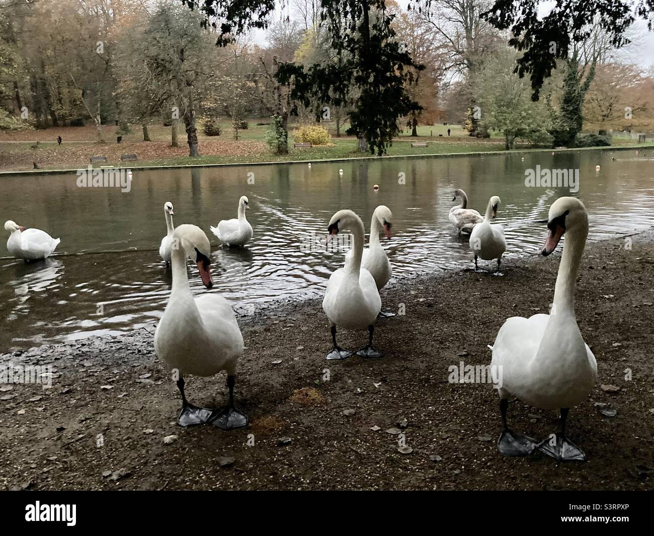 Swans coming out of a lake. - Smartphone Captured Stock Image