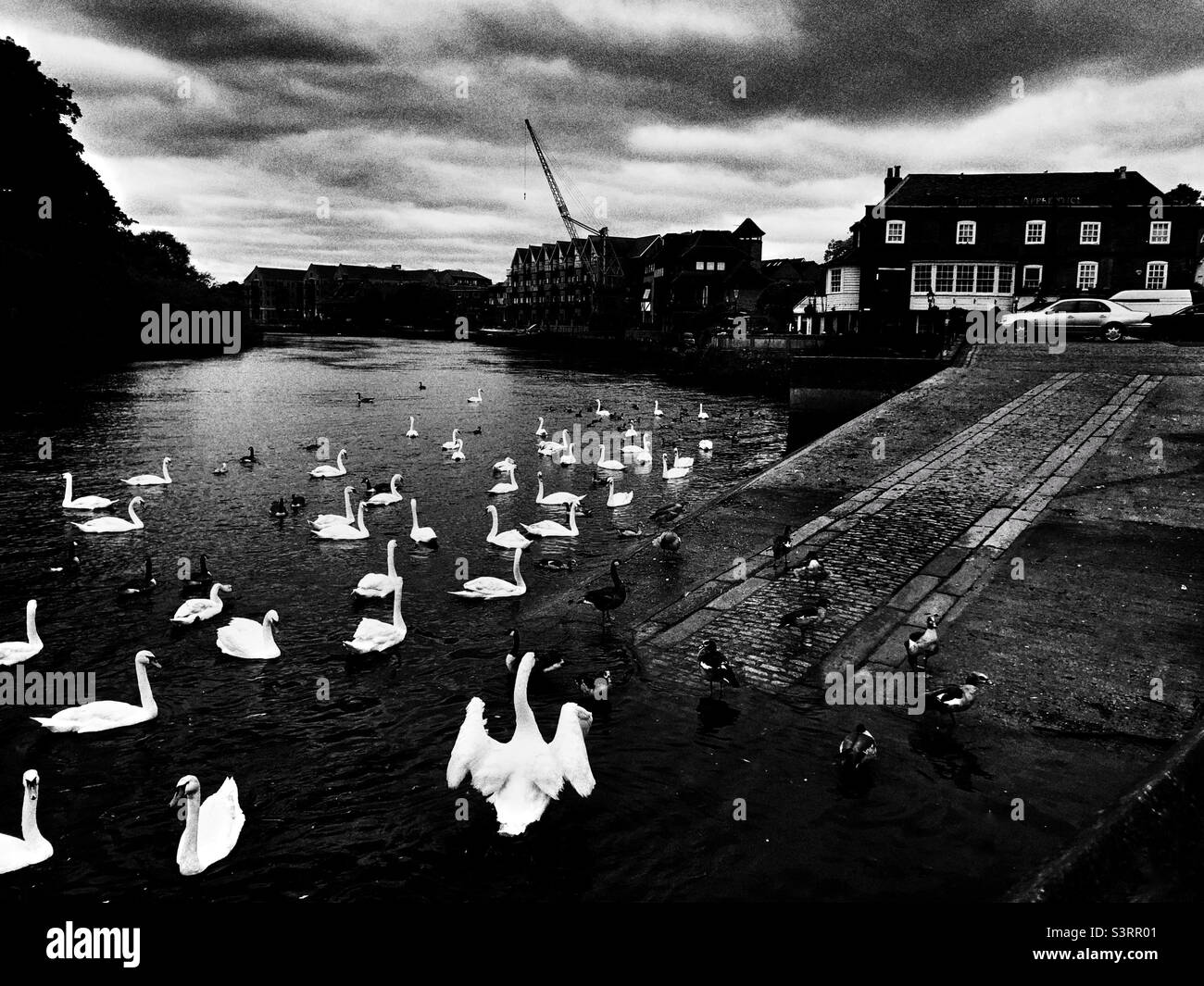 Swans on the river Thames in southwest london Stock Photo