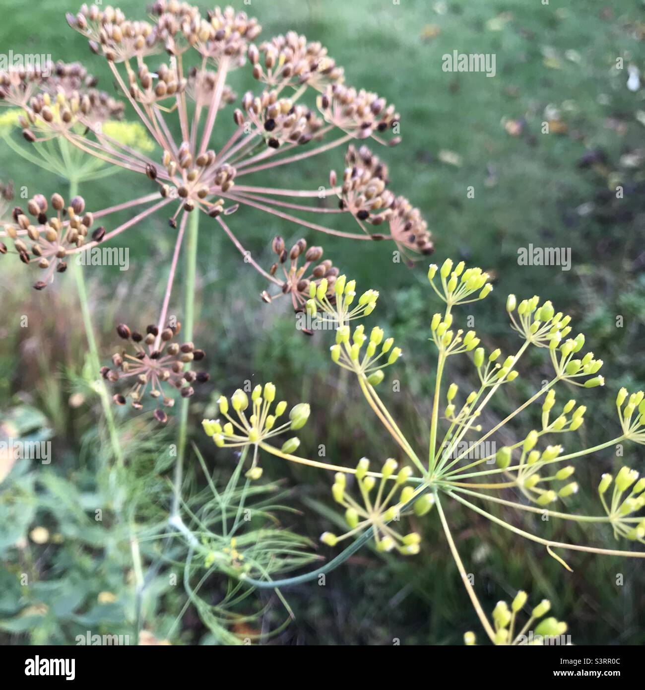 Fennel herb flower seeds Stock Photo Alamy