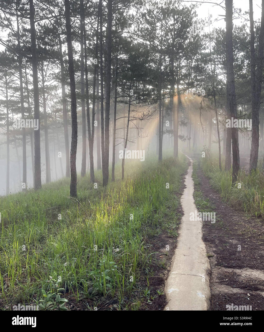 morning rays in the dew - Smartphone Captured Stock Image