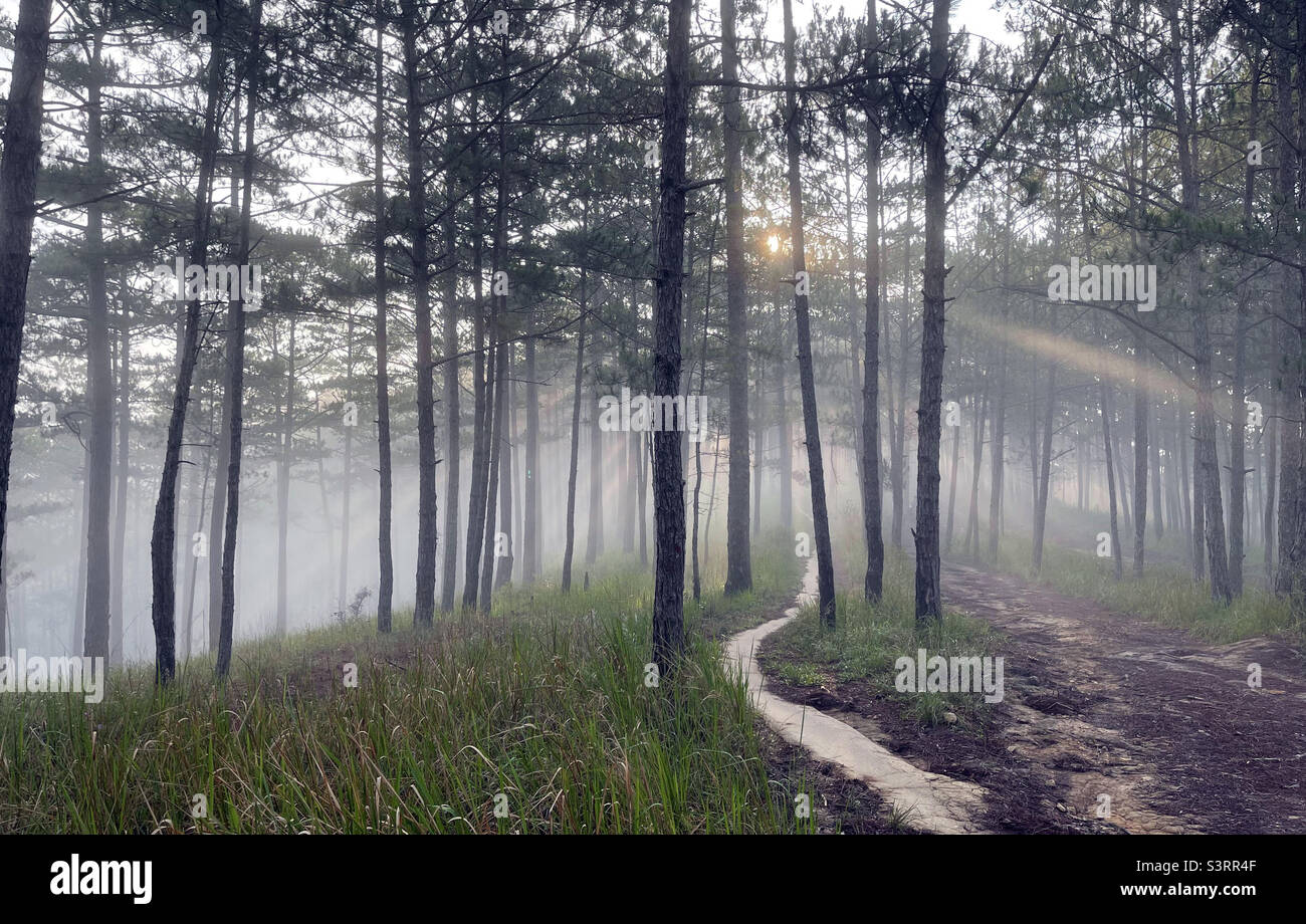 morning rays in the dew - Smartphone Captured Stock Image