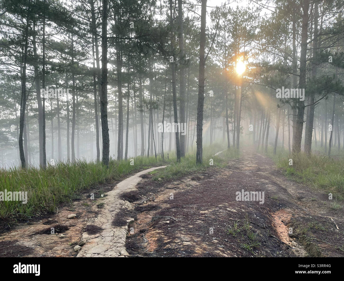 morning rays in the dew - Smartphone Captured Stock Image