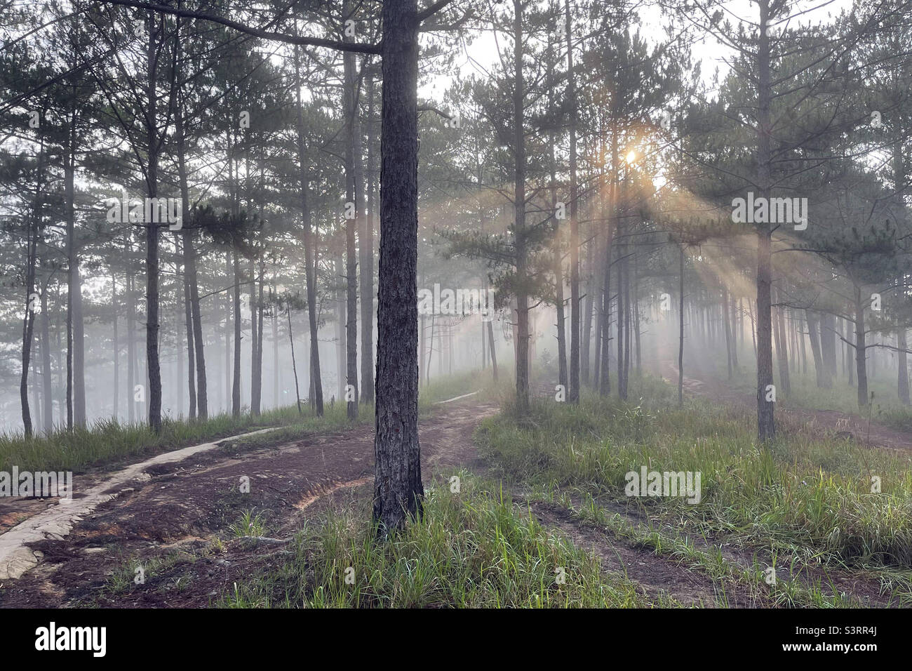 morning rays in the dew - Smartphone Captured Stock Image
