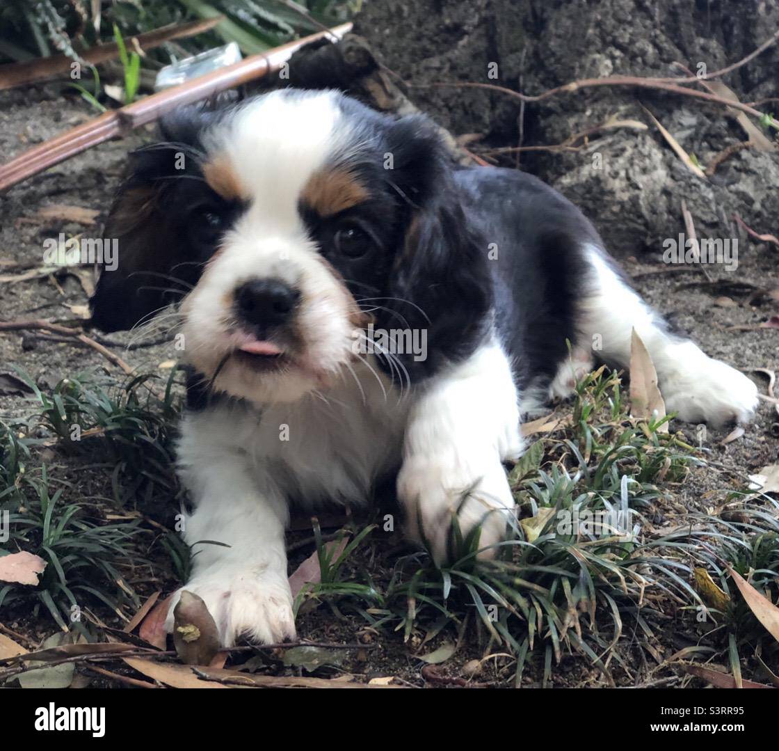 King Charles cavalier puppy poking tongue out Stock Photo