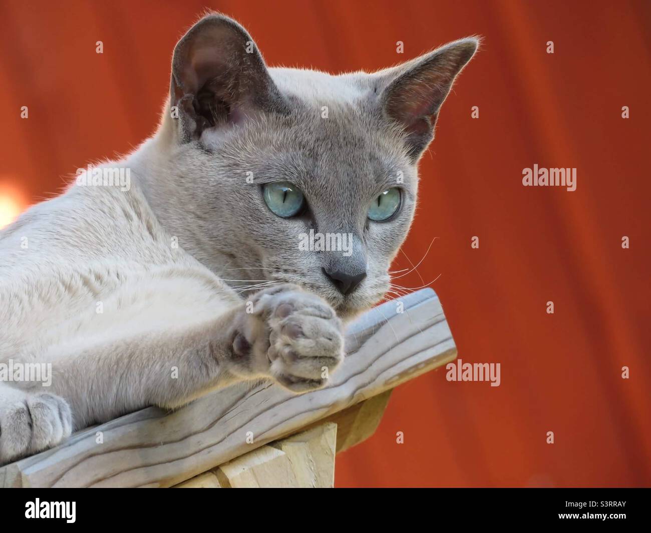 Tonkinese Blue Mink Cat Stock Photo Alamy