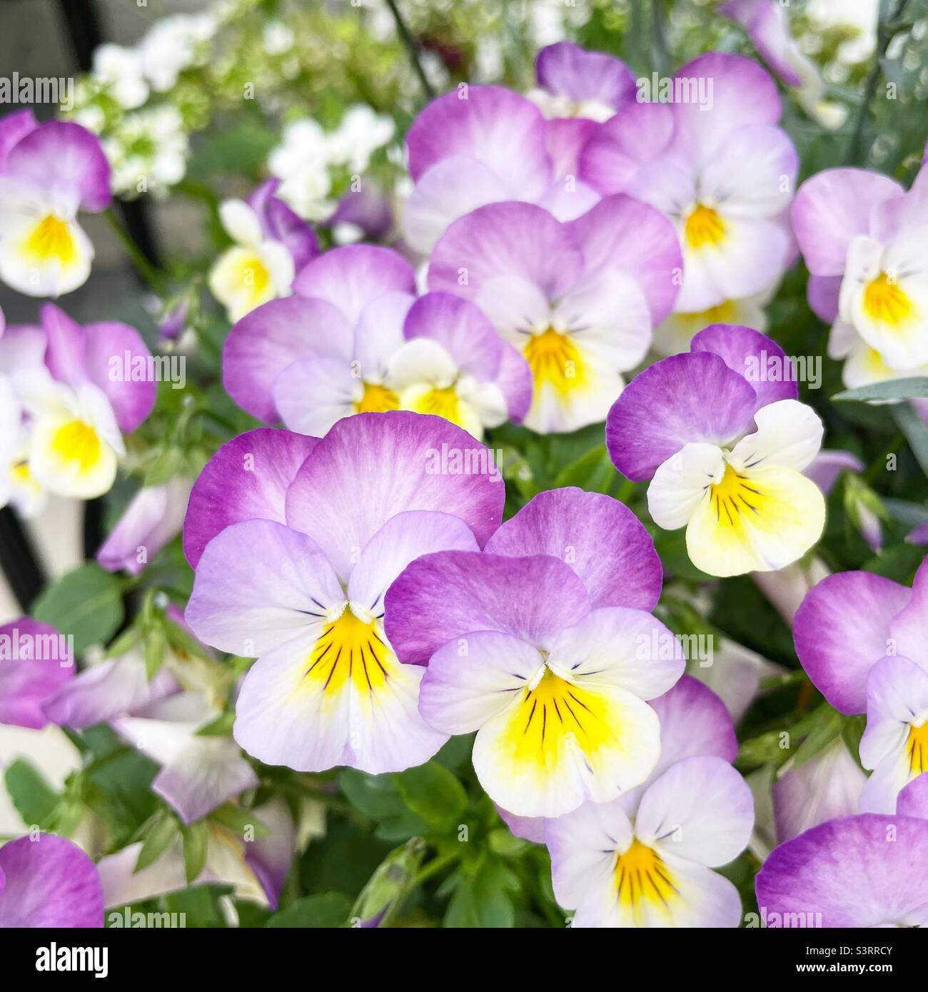 Purple annuals hires stock photography and images Alamy
