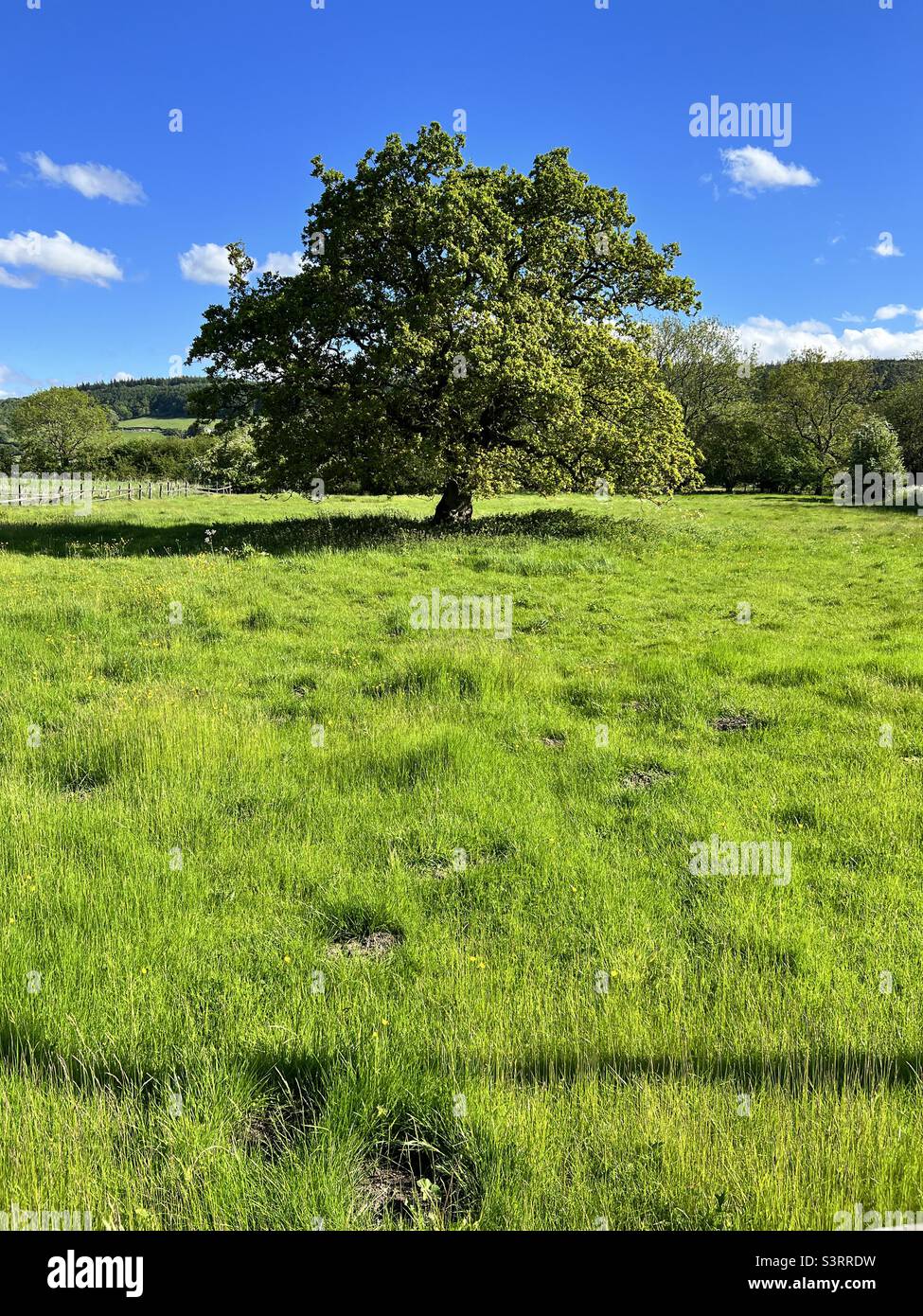 Oak tree in green meadow Stock Photo