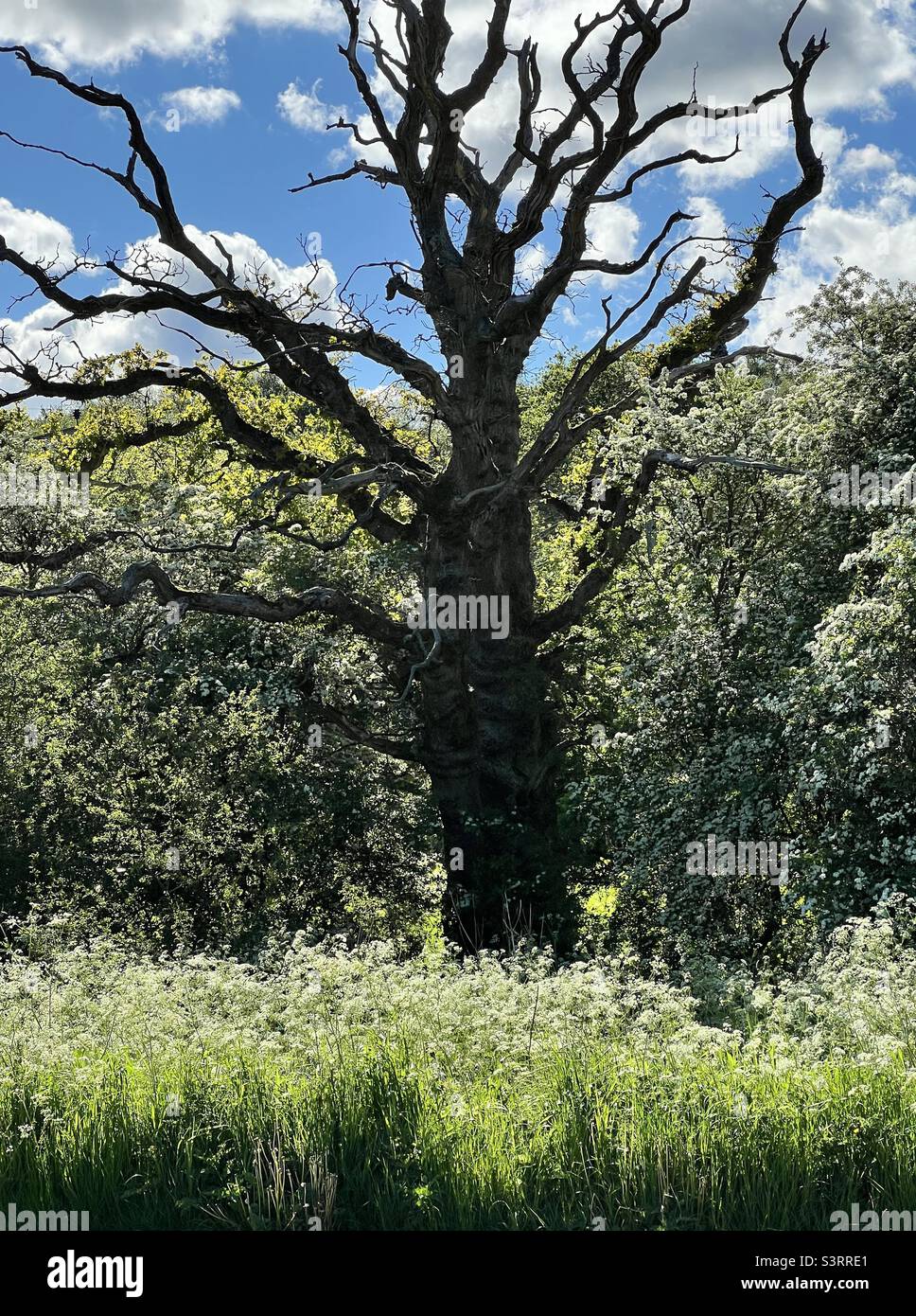 Dead oak tree Stock Photo