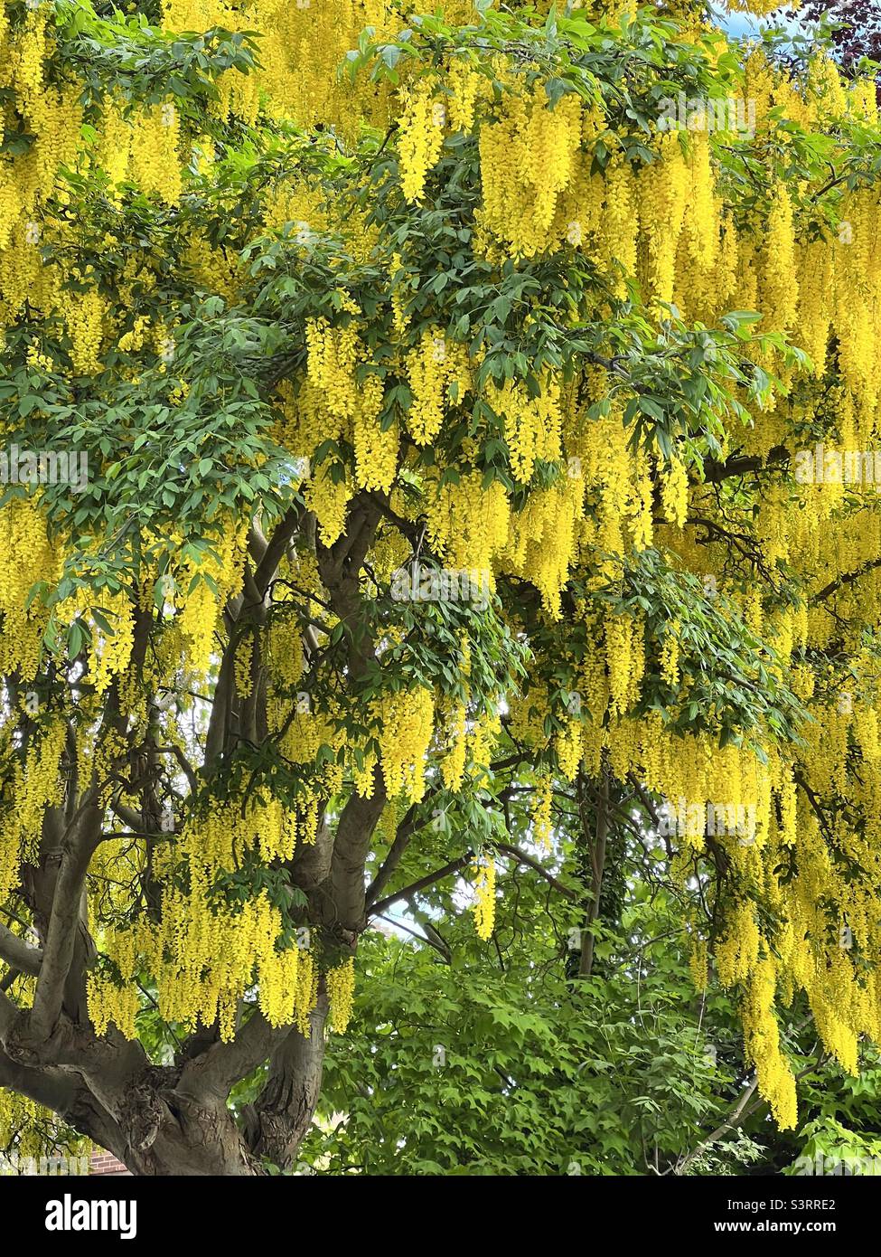 Laburnum tree in flower Stock Photo