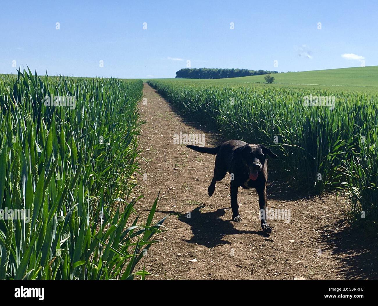 Black Dog Running Along Path - Smartphone Captured Stock Image