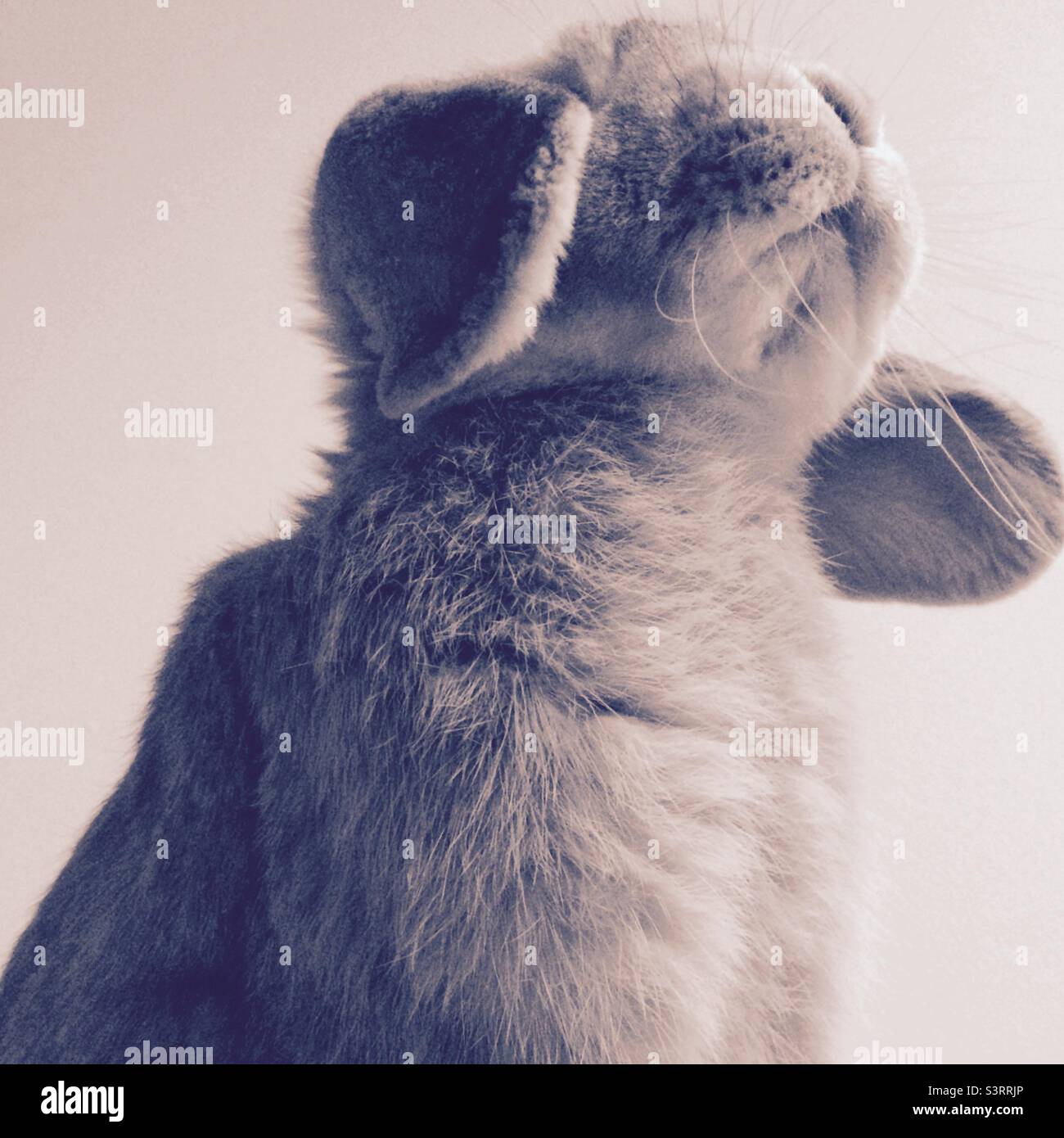 Lop eared rabbit in black and white Stock Photo