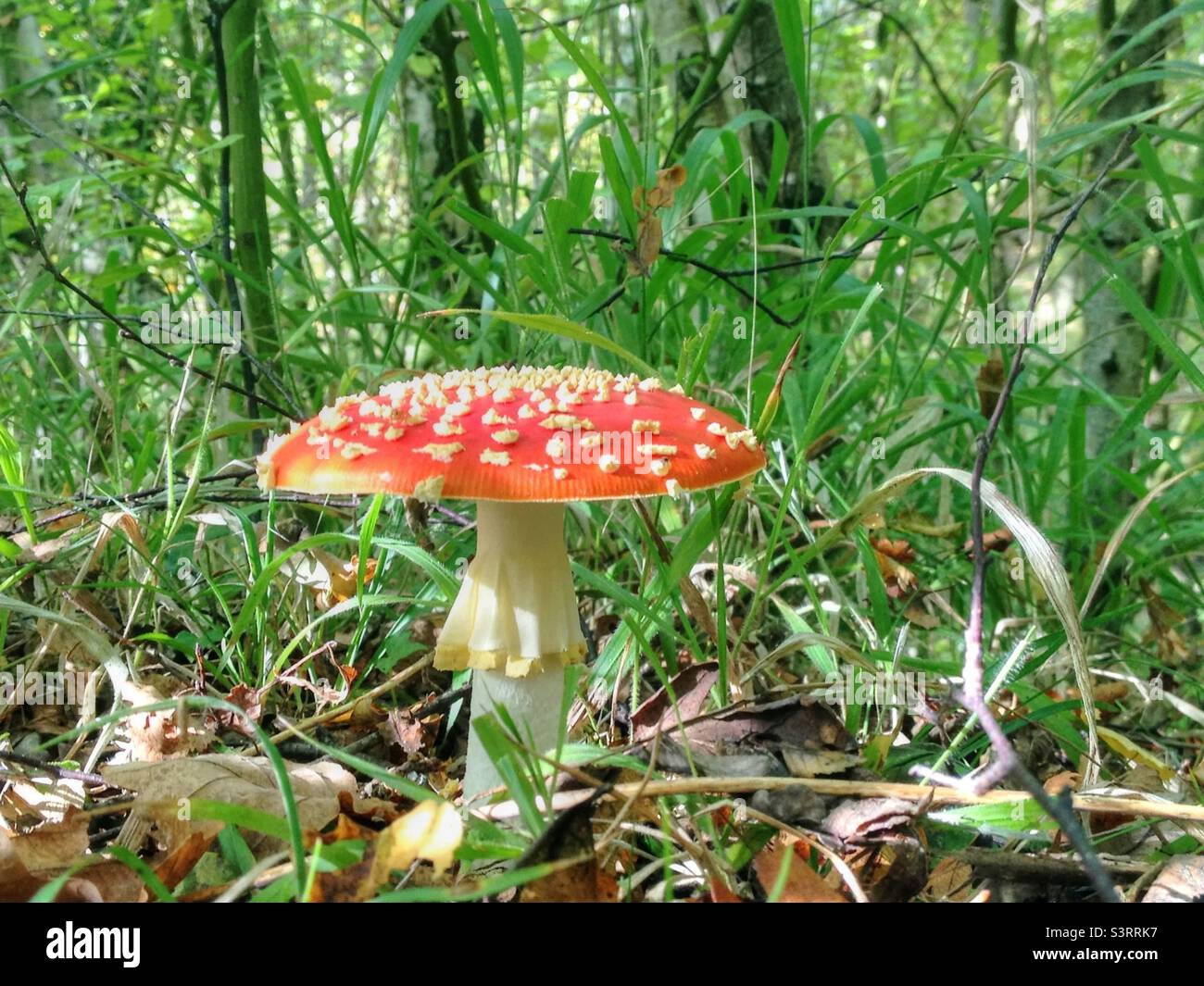 Fly agaric mushroom in the woods - Smartphone Captured Stock Image