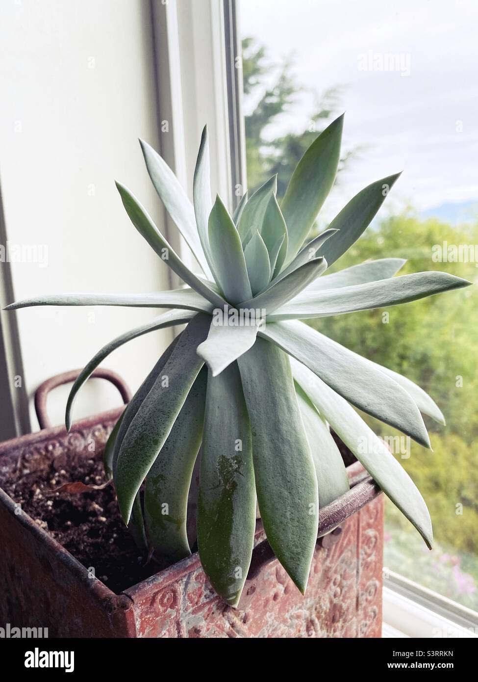 Dudleya succulent plant in a container on a windowsill. Stock Photo