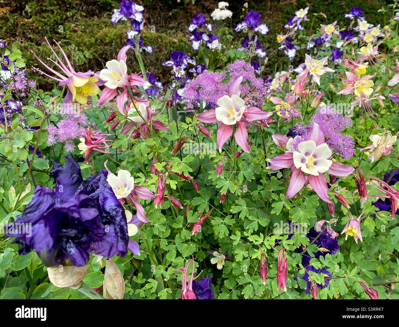 Iris and columbine flowers together in a garden. Stock Photo