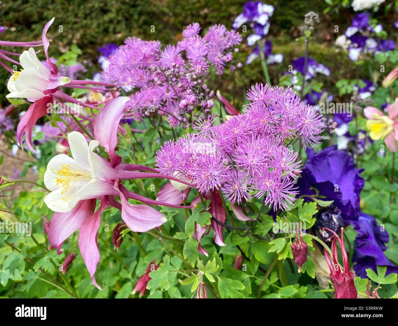 Columbine, thalictrum, and iris flowers in a garden. Stock Photo