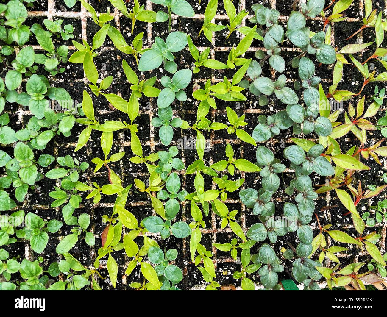 A flat of young flower seedlings. Stock Photo