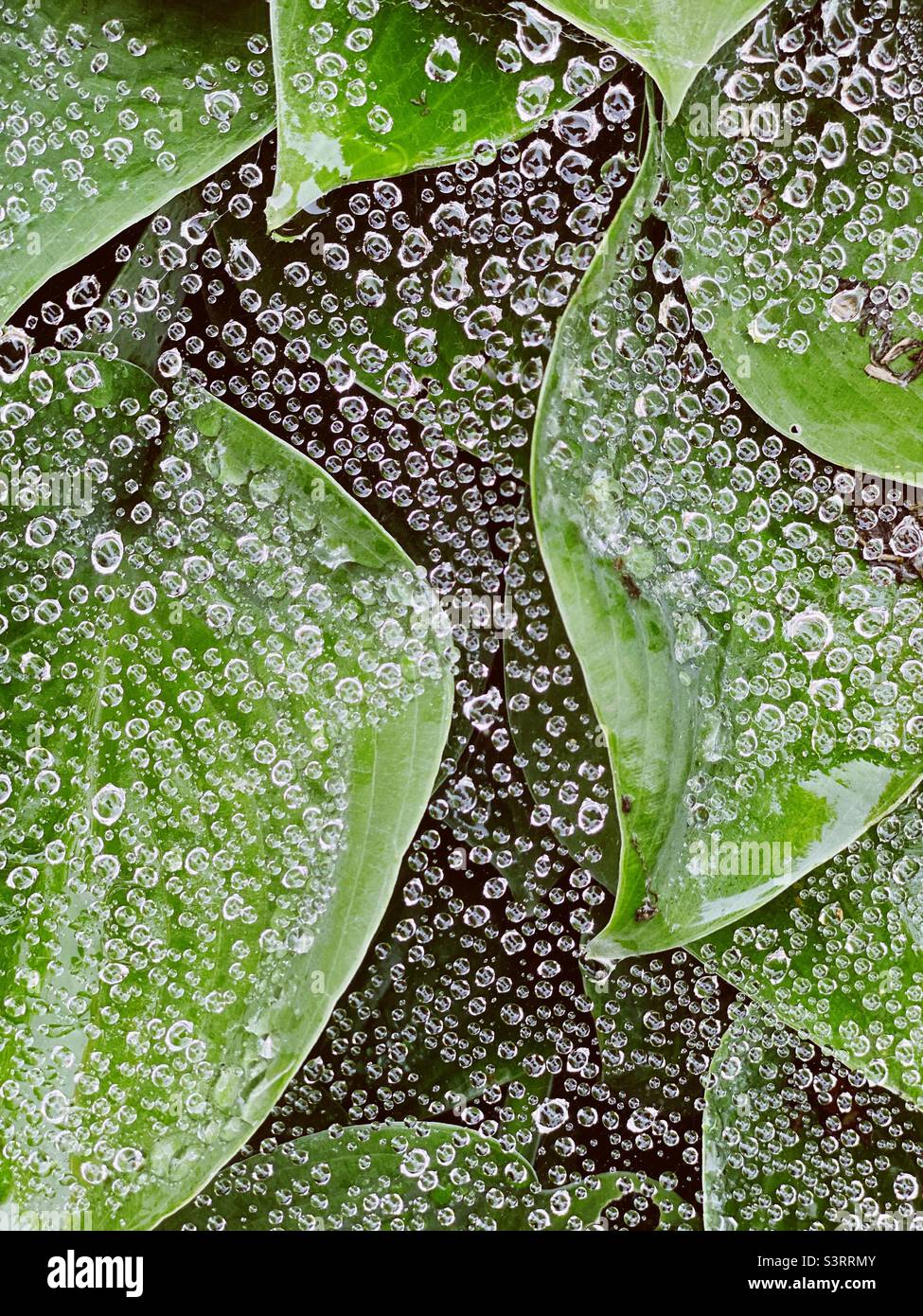 Raindrops like bubbles on spiderweb and hosta leaves Stock Photo
