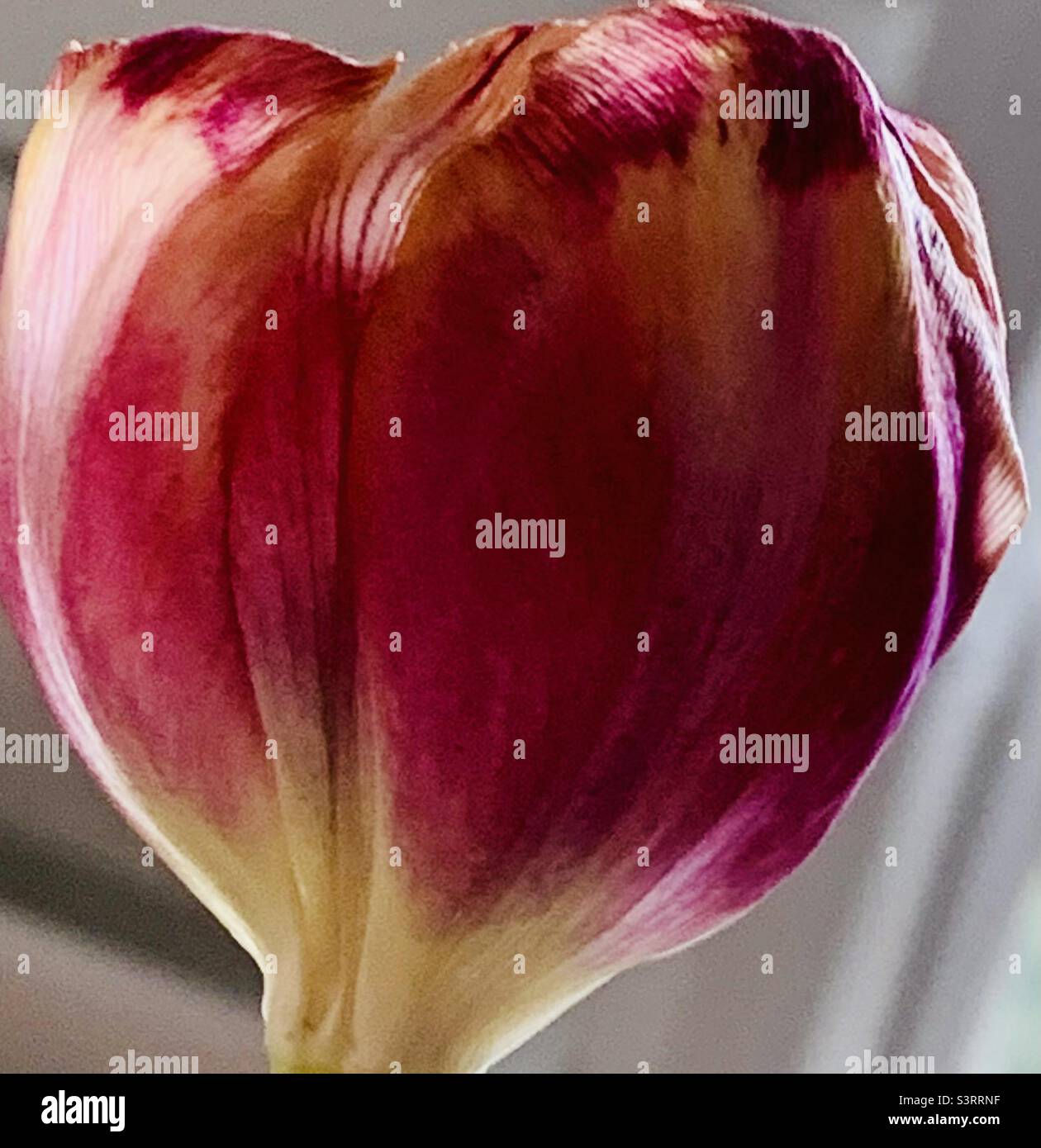 Tulip up close hi-res stock photography and images - Alamy