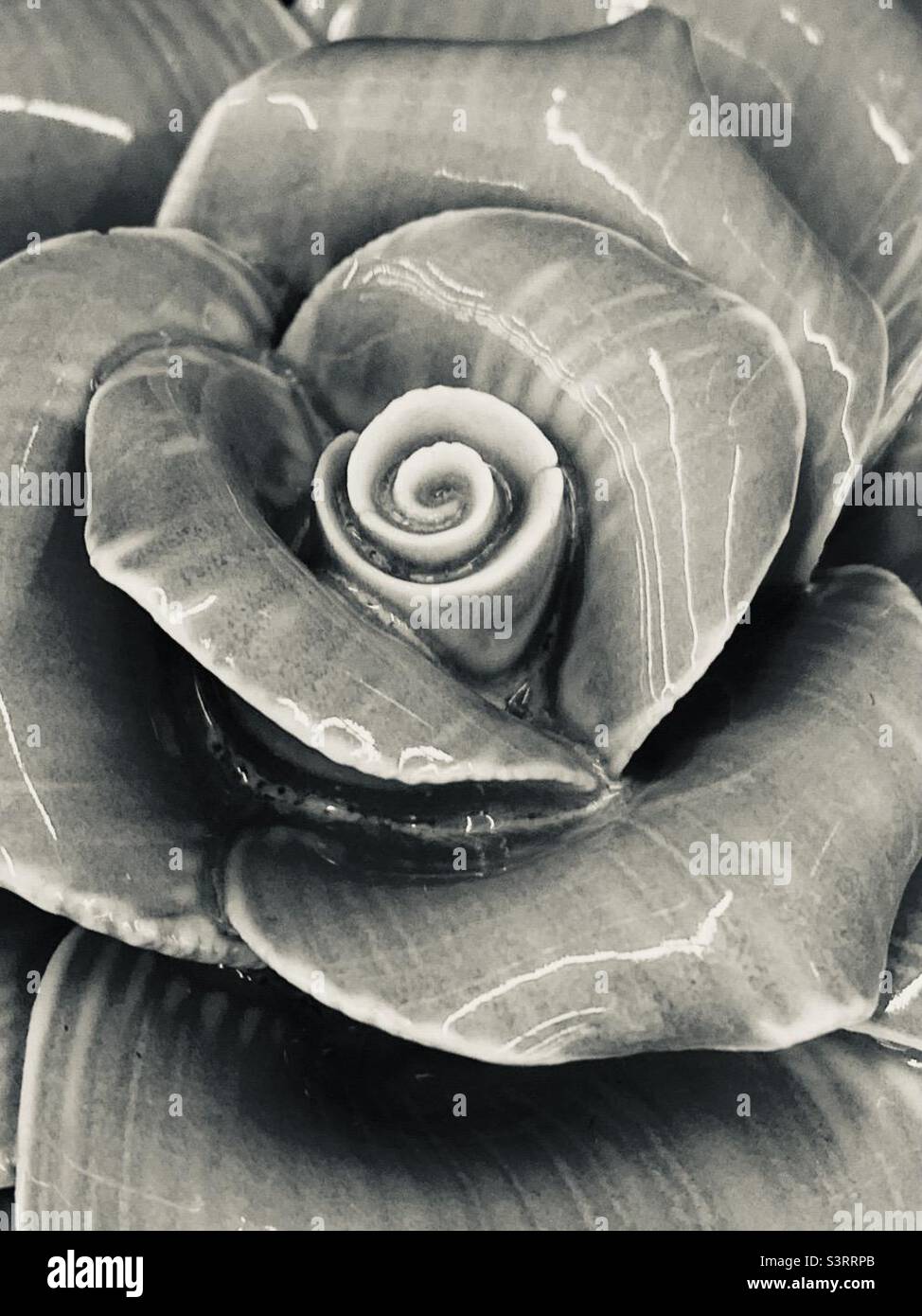 Black and white flower, closeup, glossy - Smartphone Captured Stock Image