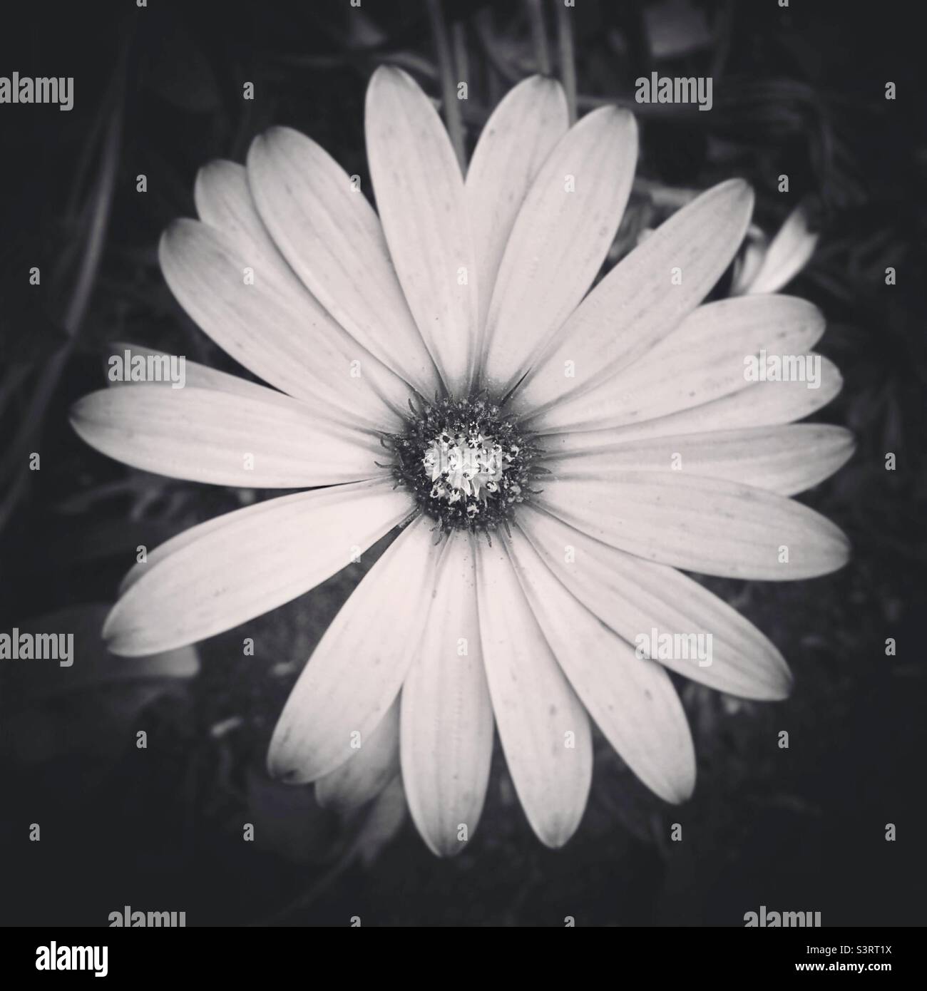 Black and white floral Stock Photo