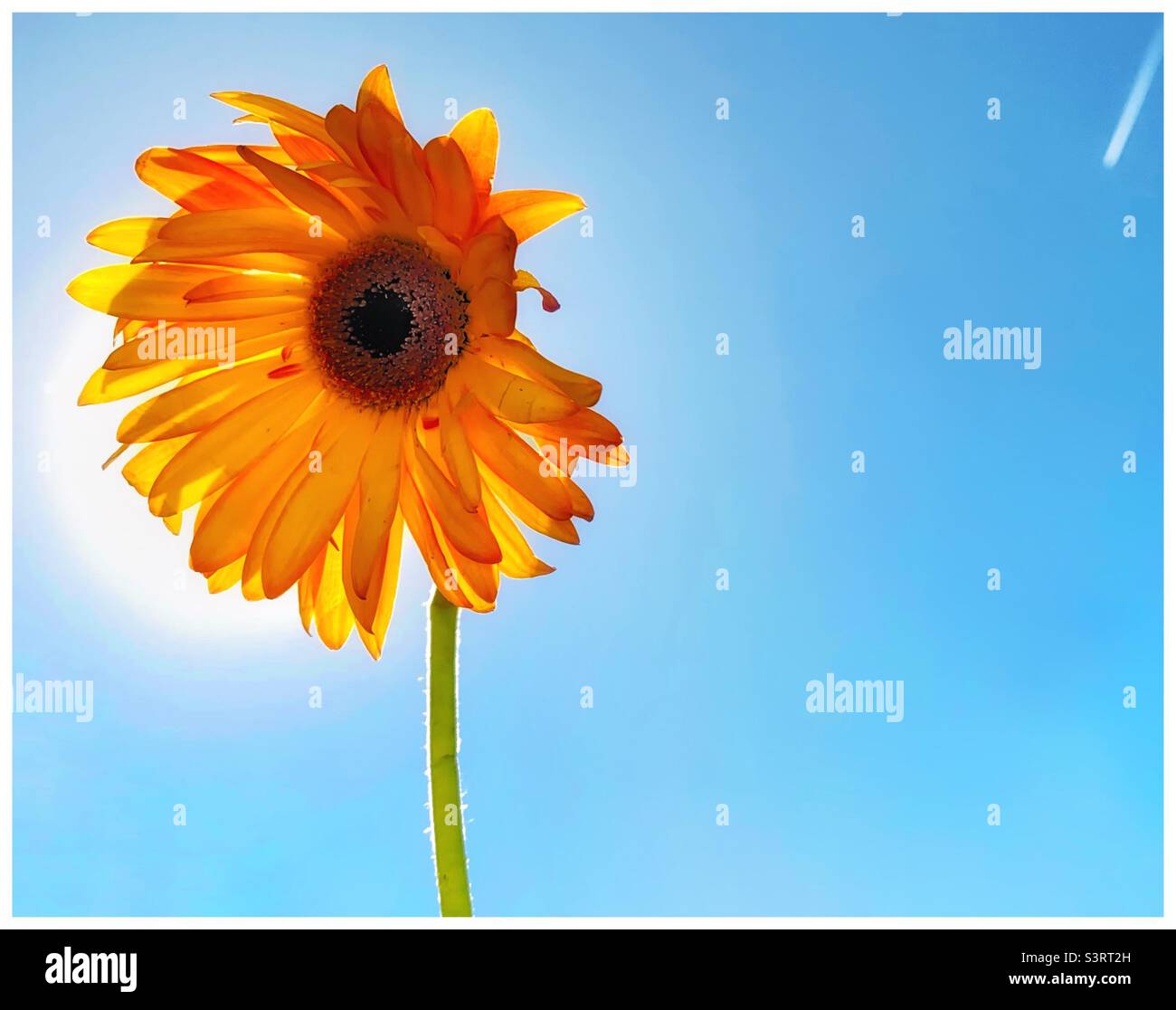 Gerbera - Smartphone Captured Stock Image