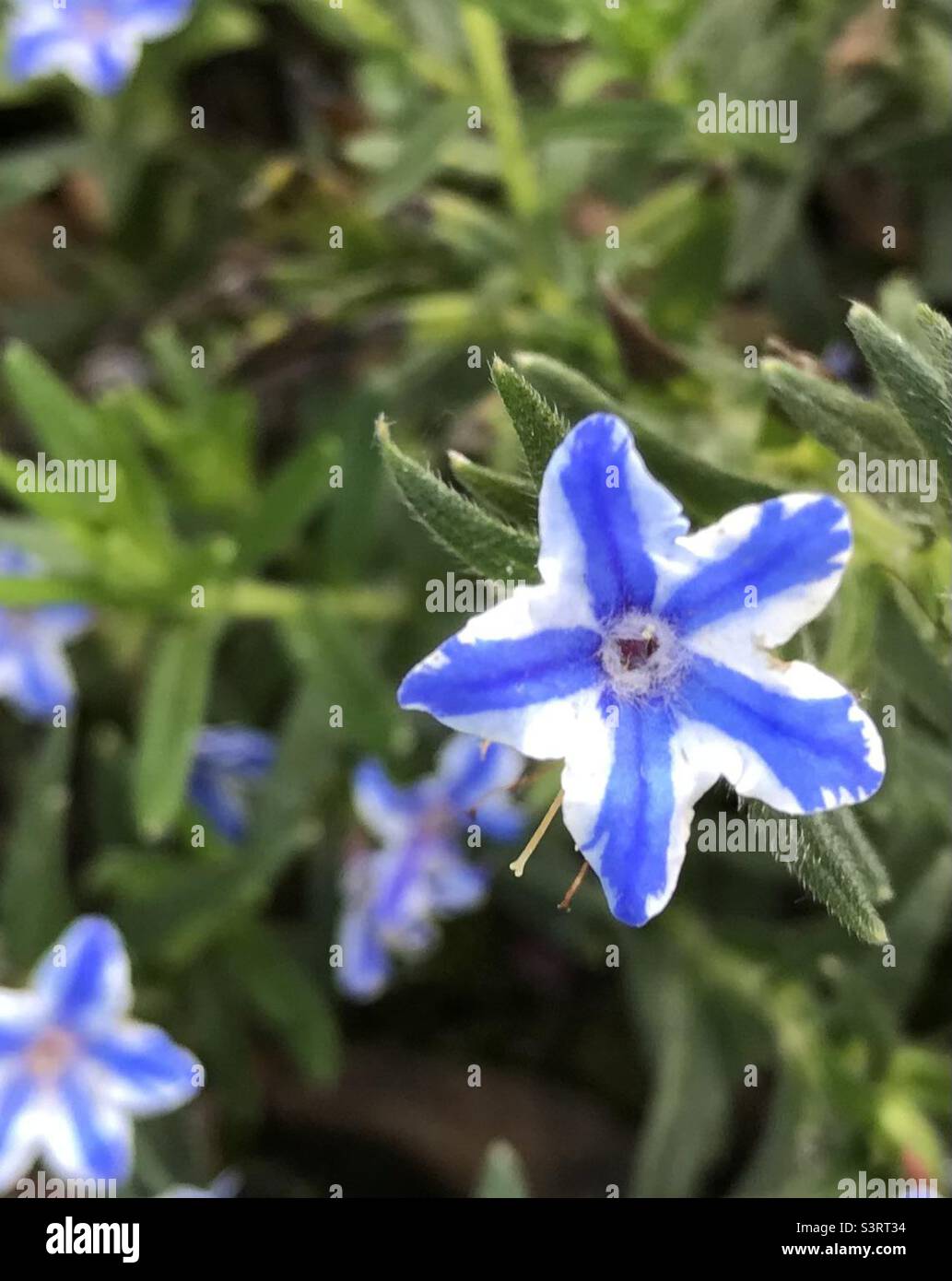 Lithodora Blue Star plant for rock garden Stock Photo