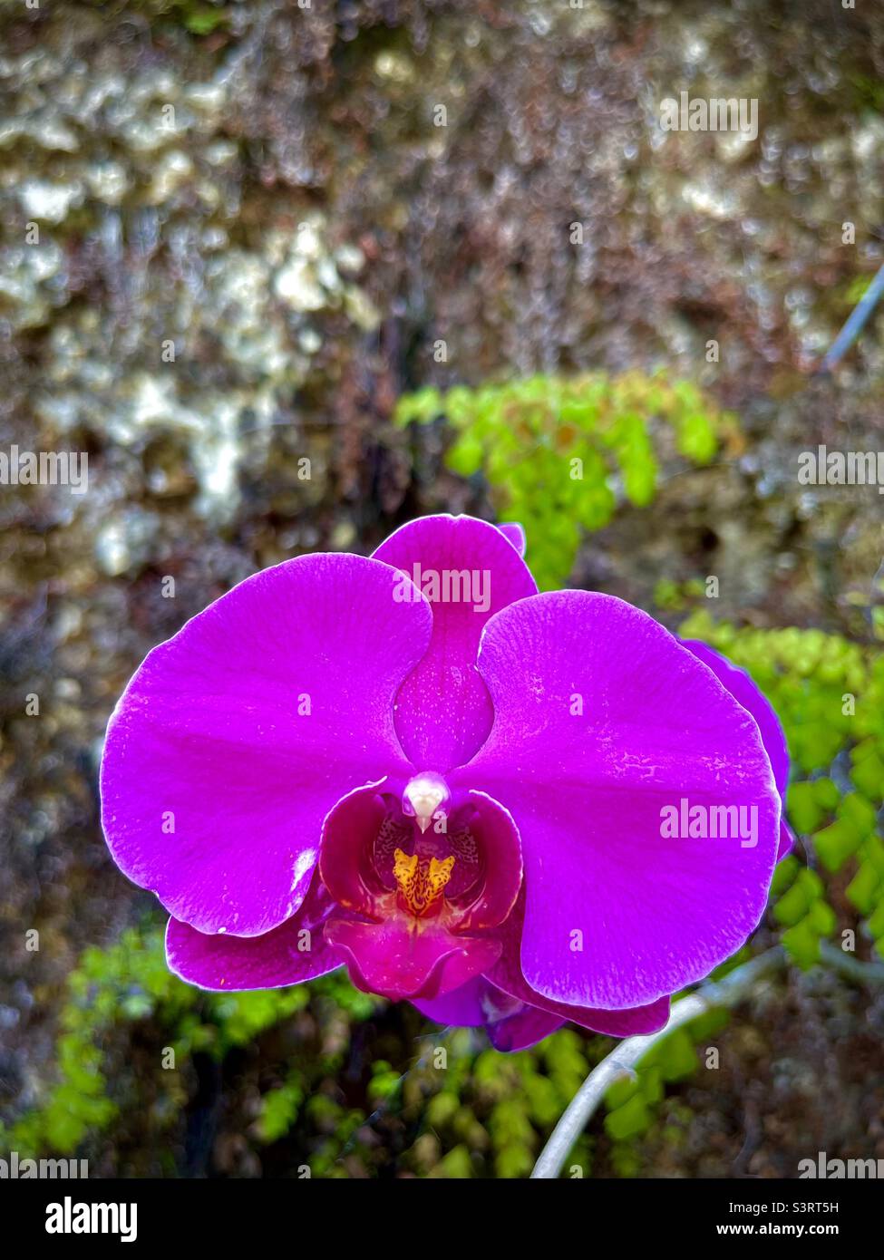 Doritaenopsis flower Orchids flowers purple flower summer colors fall color nature greenery detailed photography Stock Photo