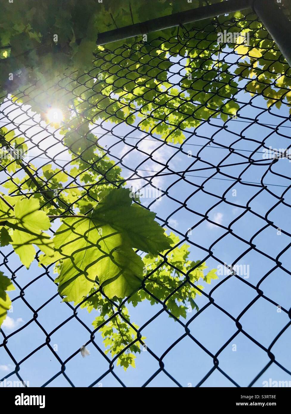 Sun shining through leaves and chain link fencing Stock Photo